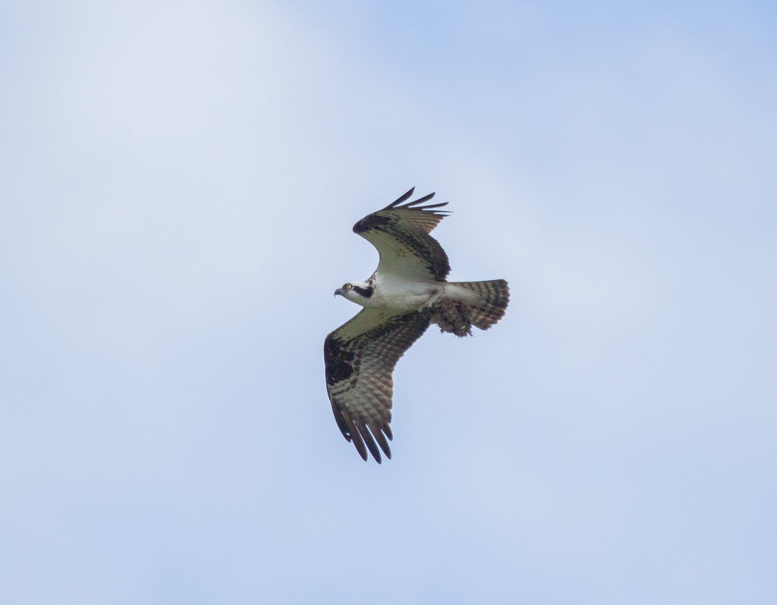 Osprey