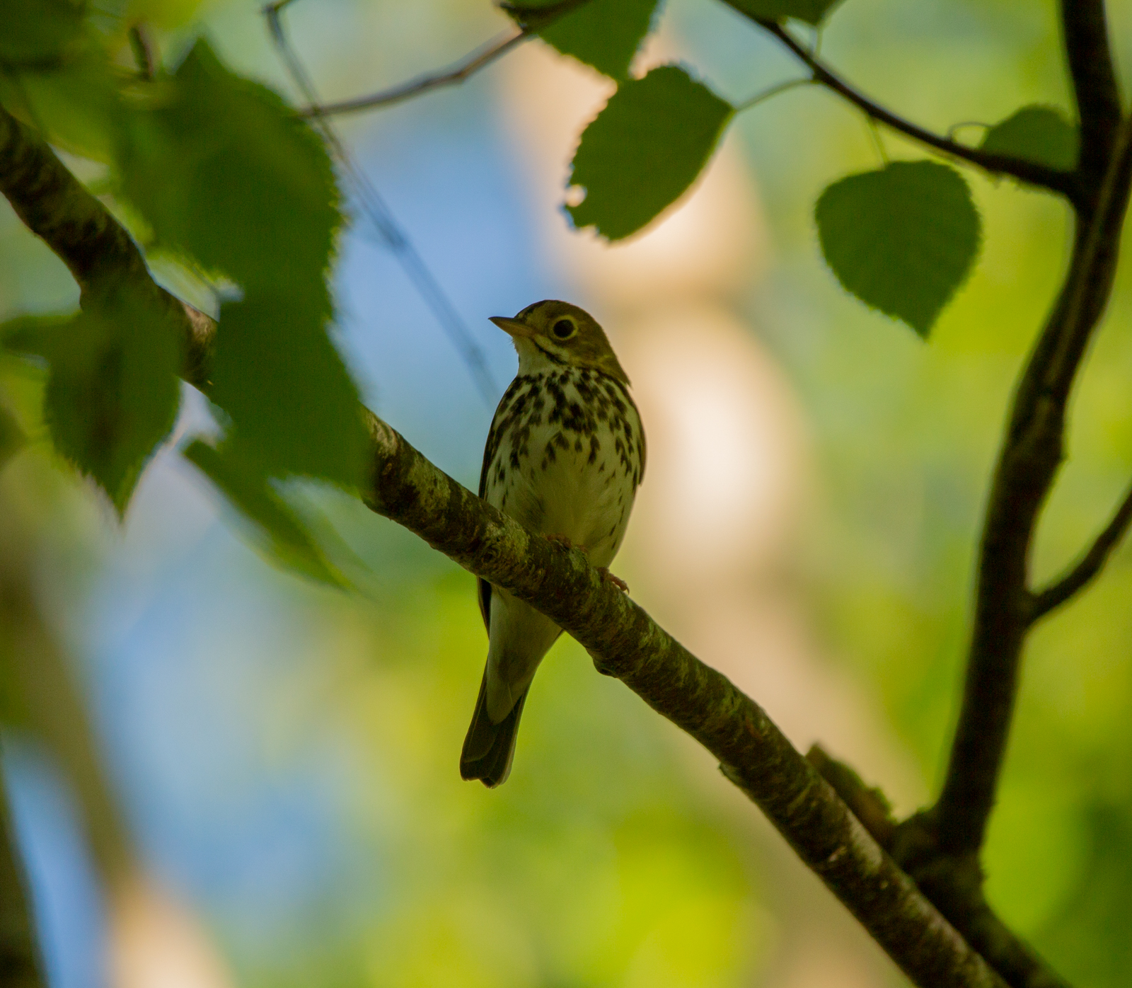 Ovenbird