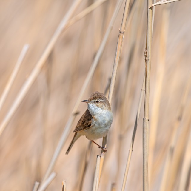 Paddyfield Warbler
