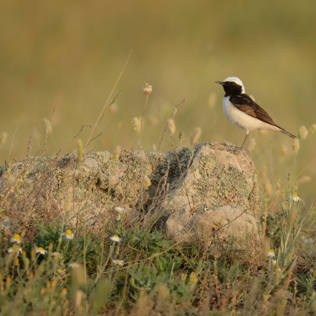 Pied Wheatear