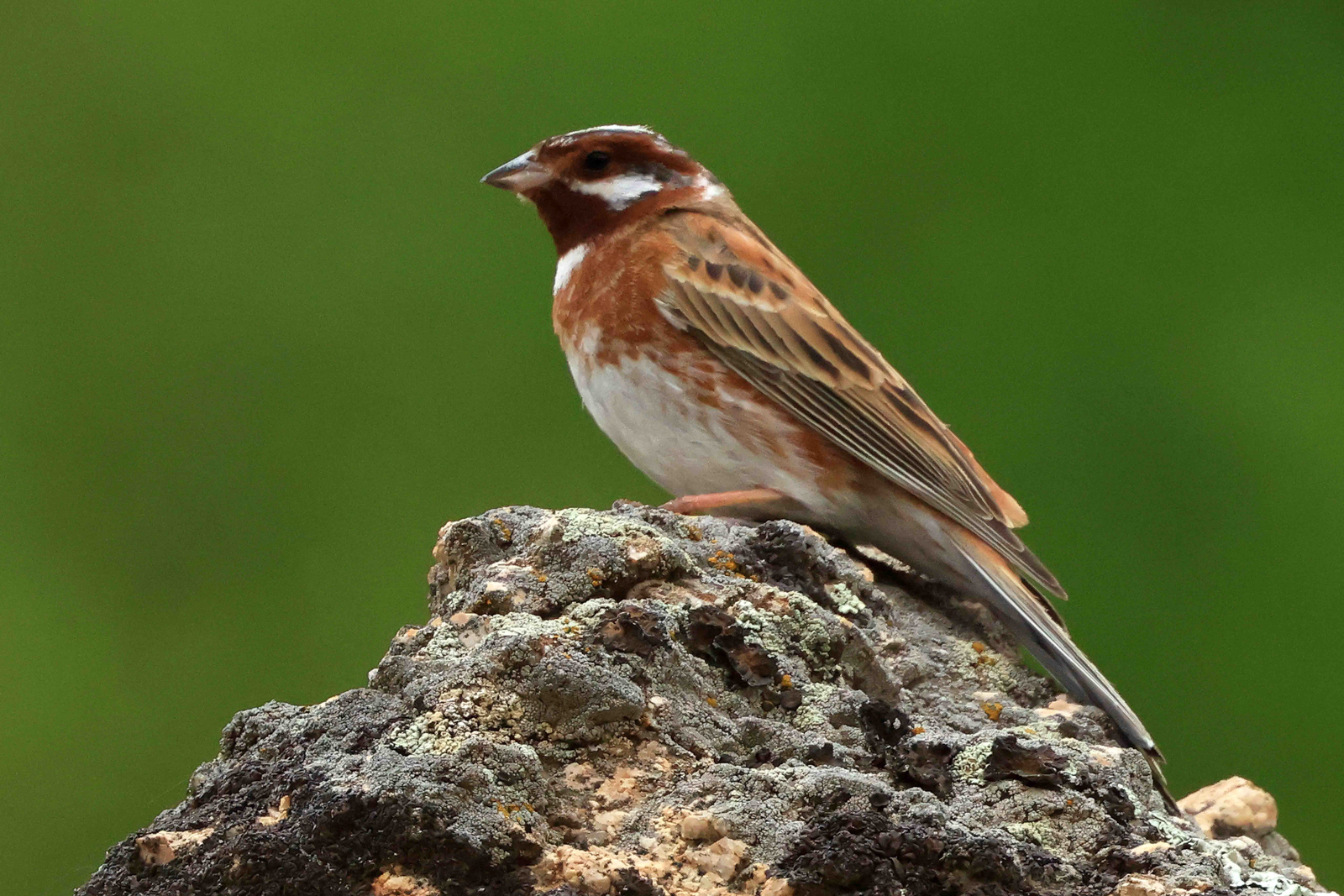 Pine Bunting