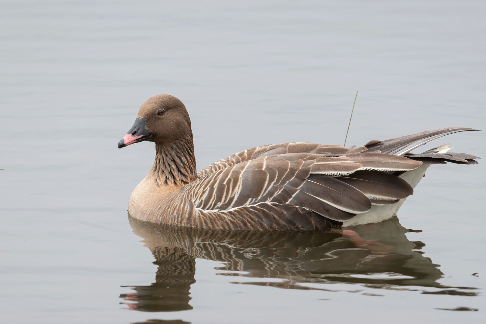 Pink-footed Goose