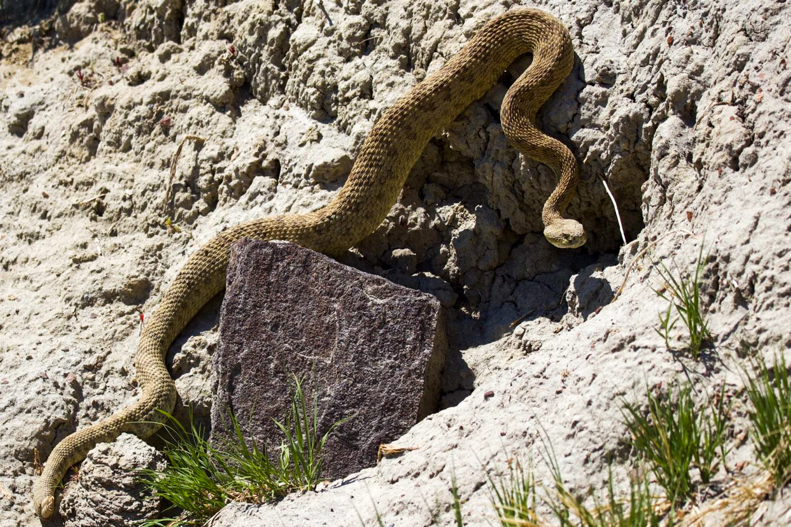 Prairie Rattlesnake