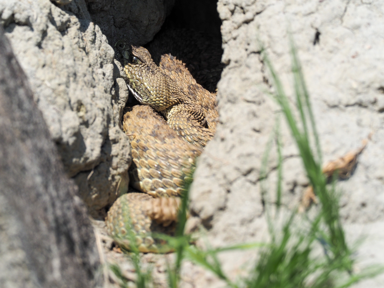 Prairie Rattlesnake