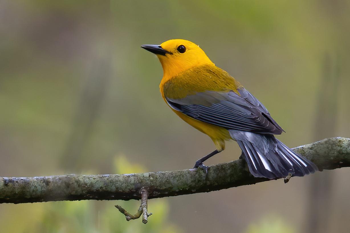 Prothonotary Warbler