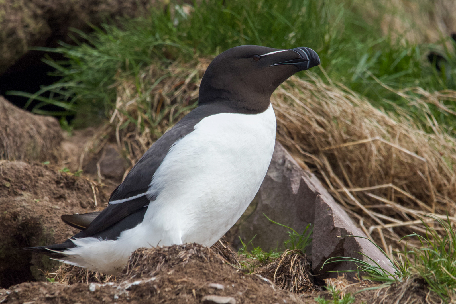 Razorbill