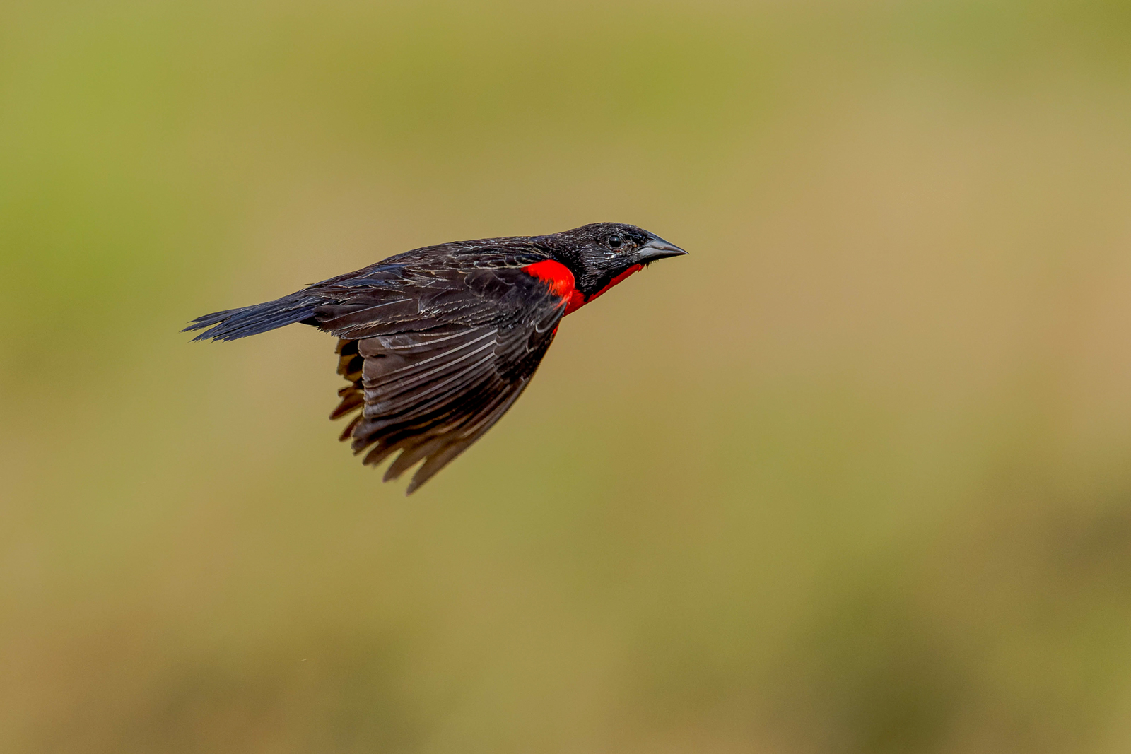 Red-breasted Meadowlark