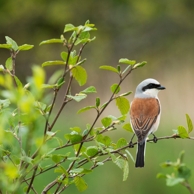 Red-backed Shrike