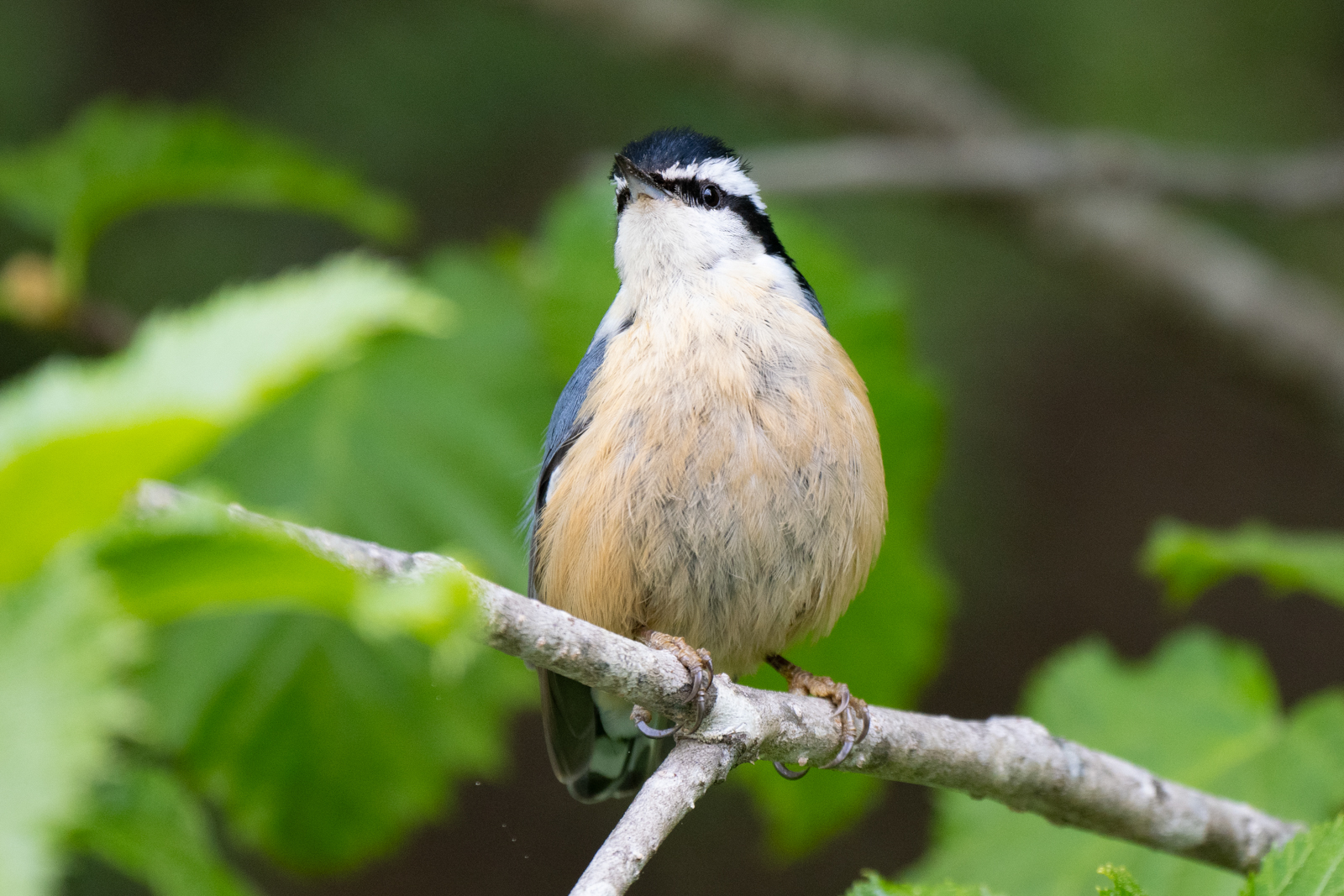 Red-breasted Nuthatch