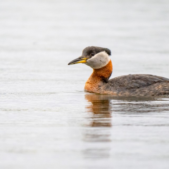 Red-necked Grebe