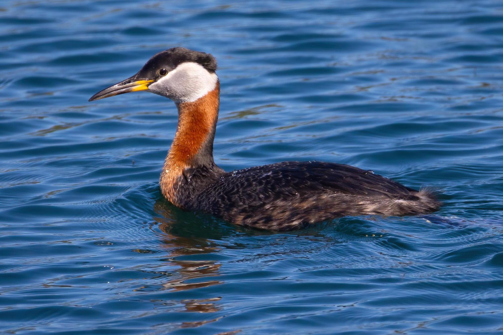 Red-necked Grebe