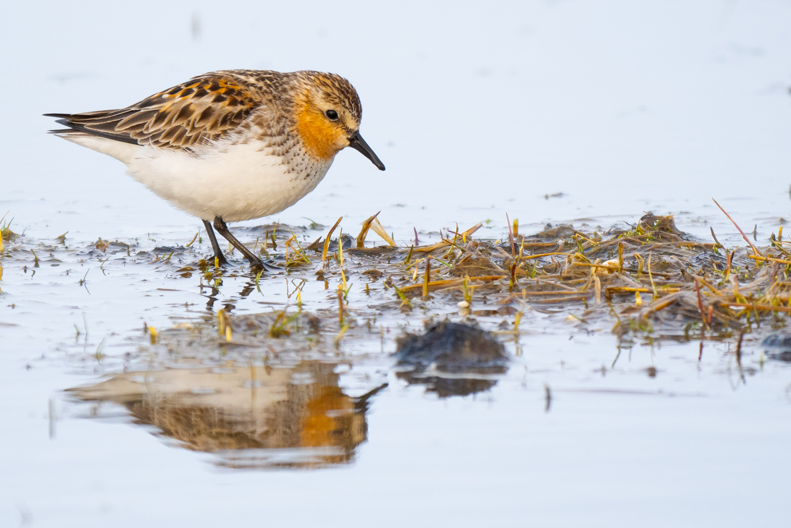 Red-necked Stint