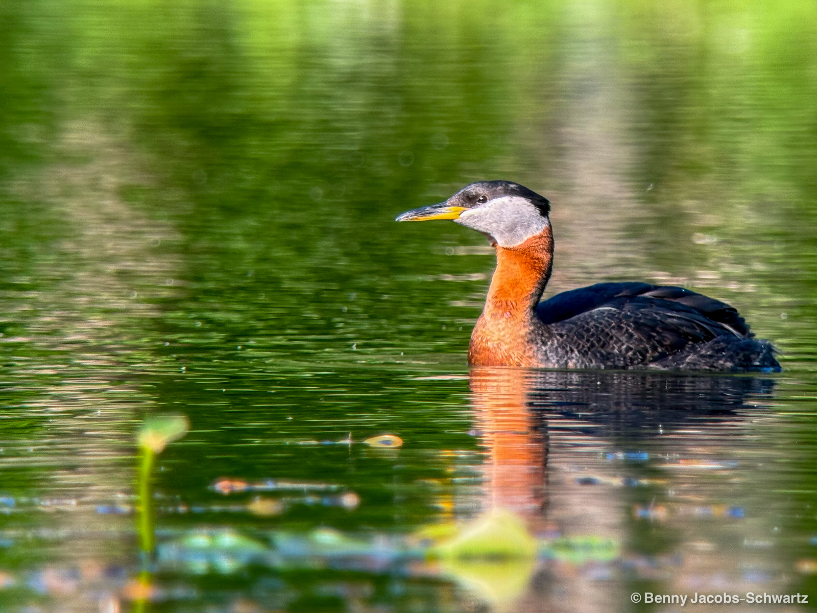 Red-necked Grebe