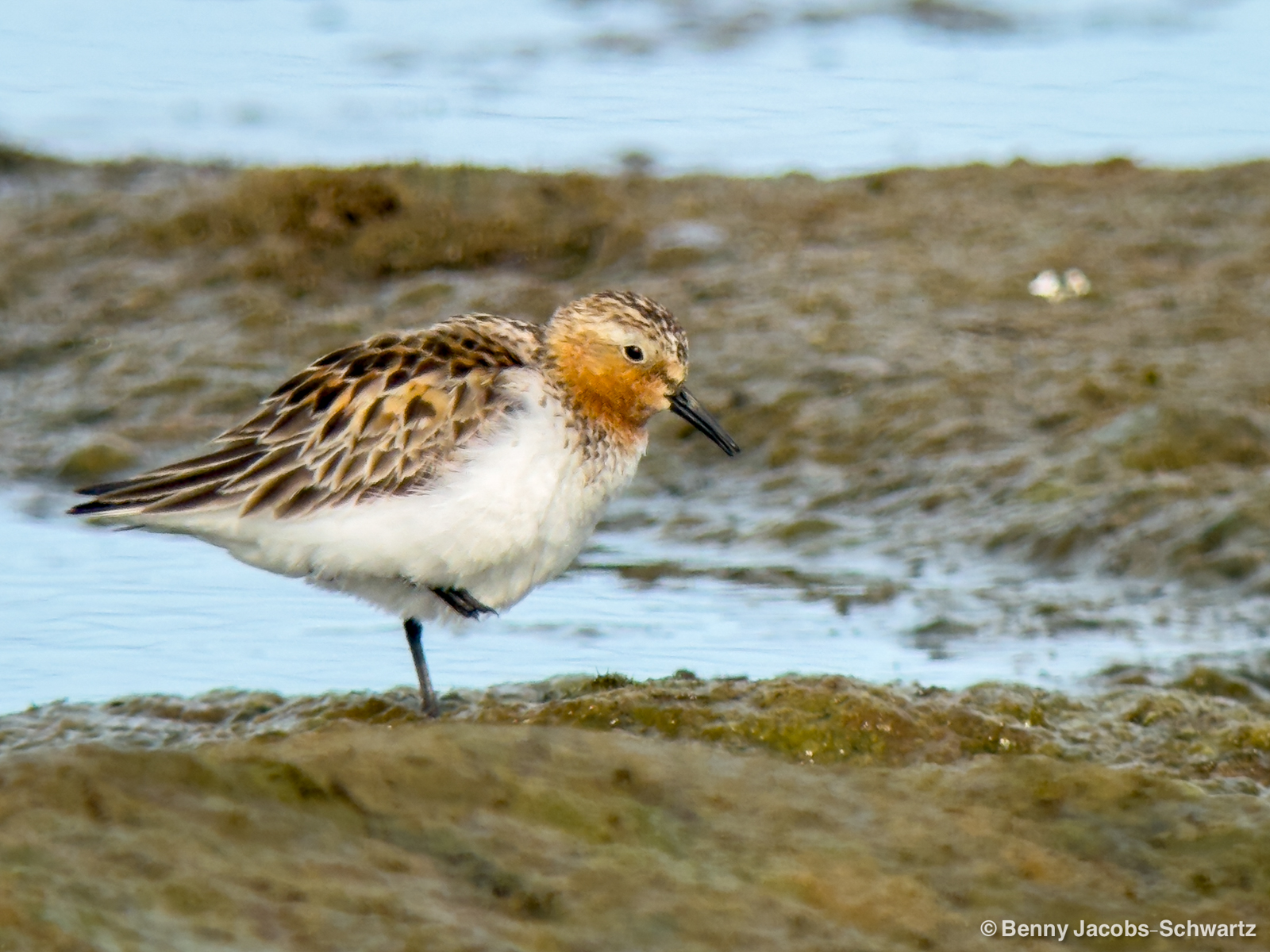 Red-necked Stint