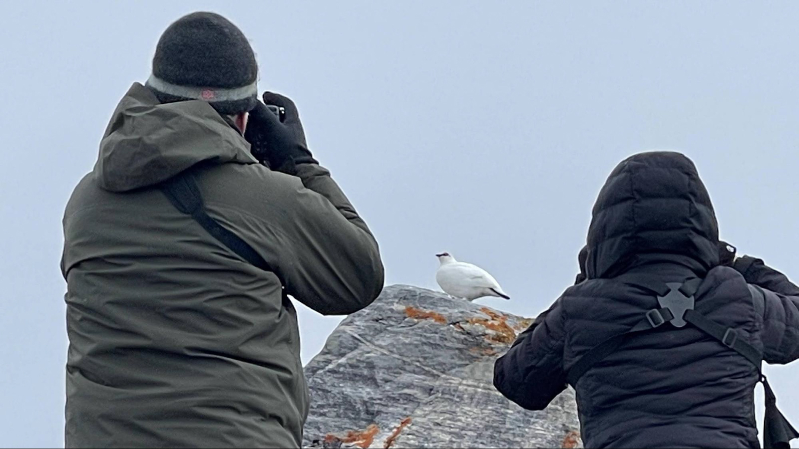 Photographing Rock Ptarmigan