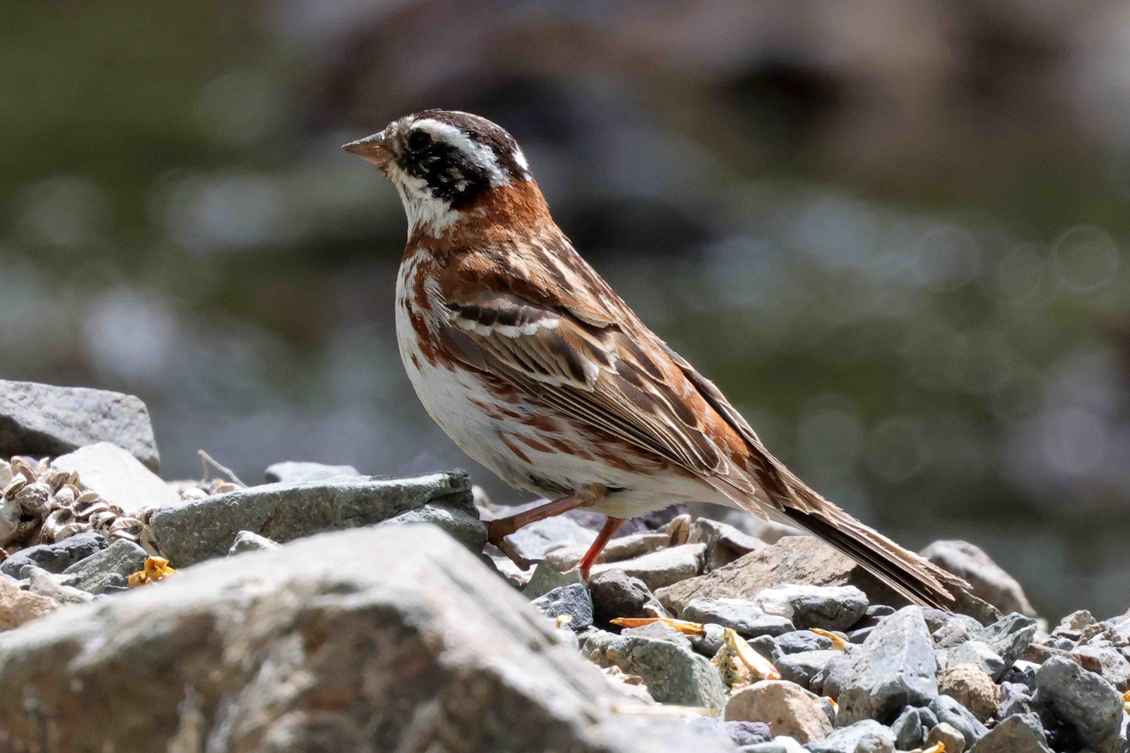 Rustic Bunting