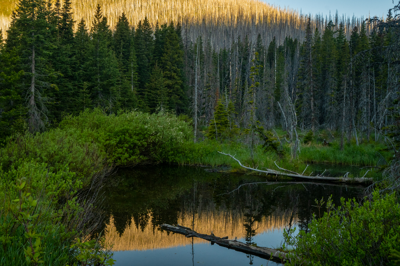 Small pond at Cameron Lake