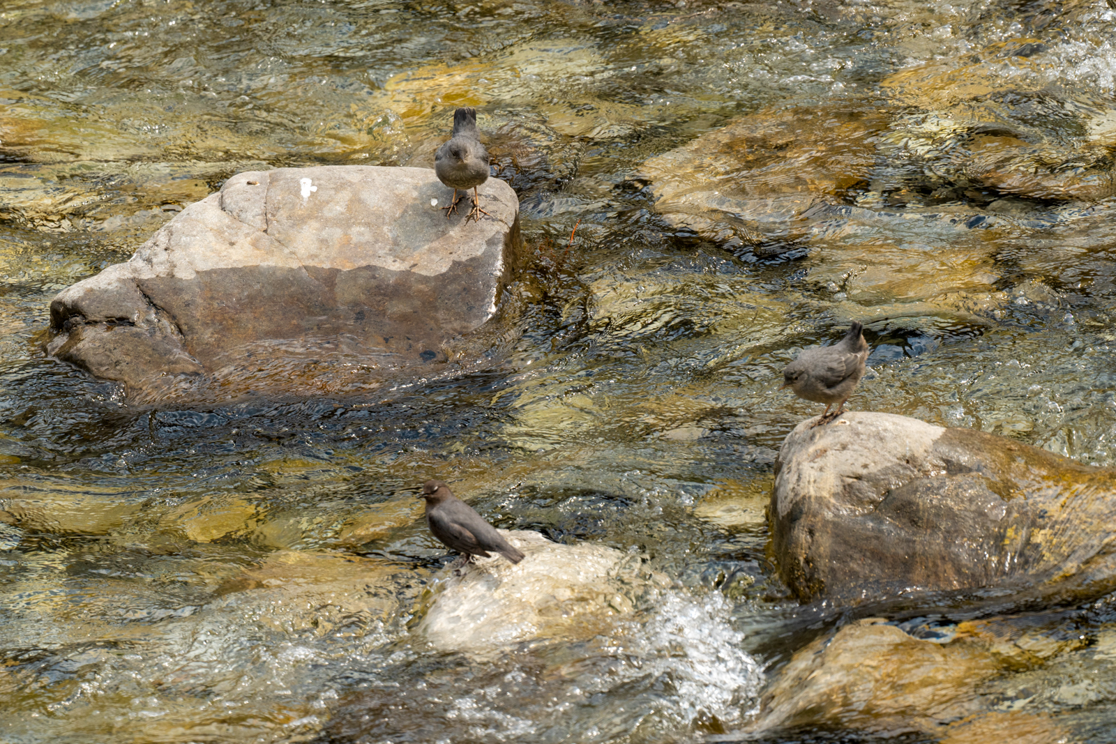 Dippers at Elbow Falls