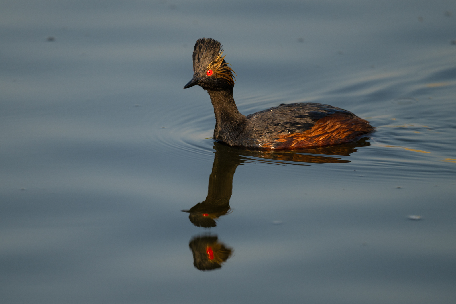 Eared Grebe at Frank Lake