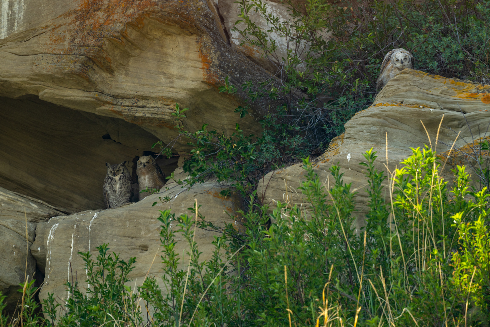 Great-horned Owls