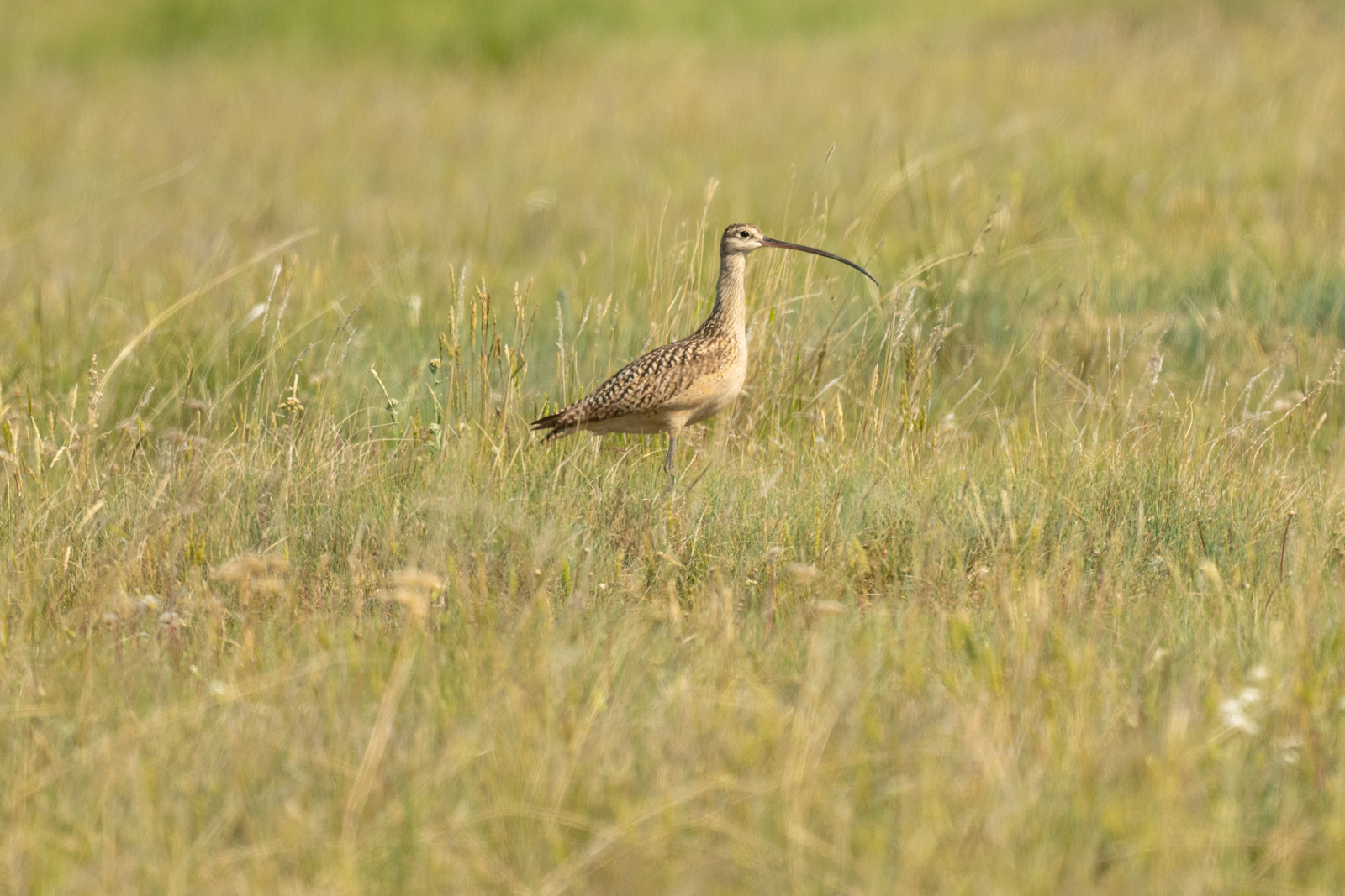 Long-billed Curlew