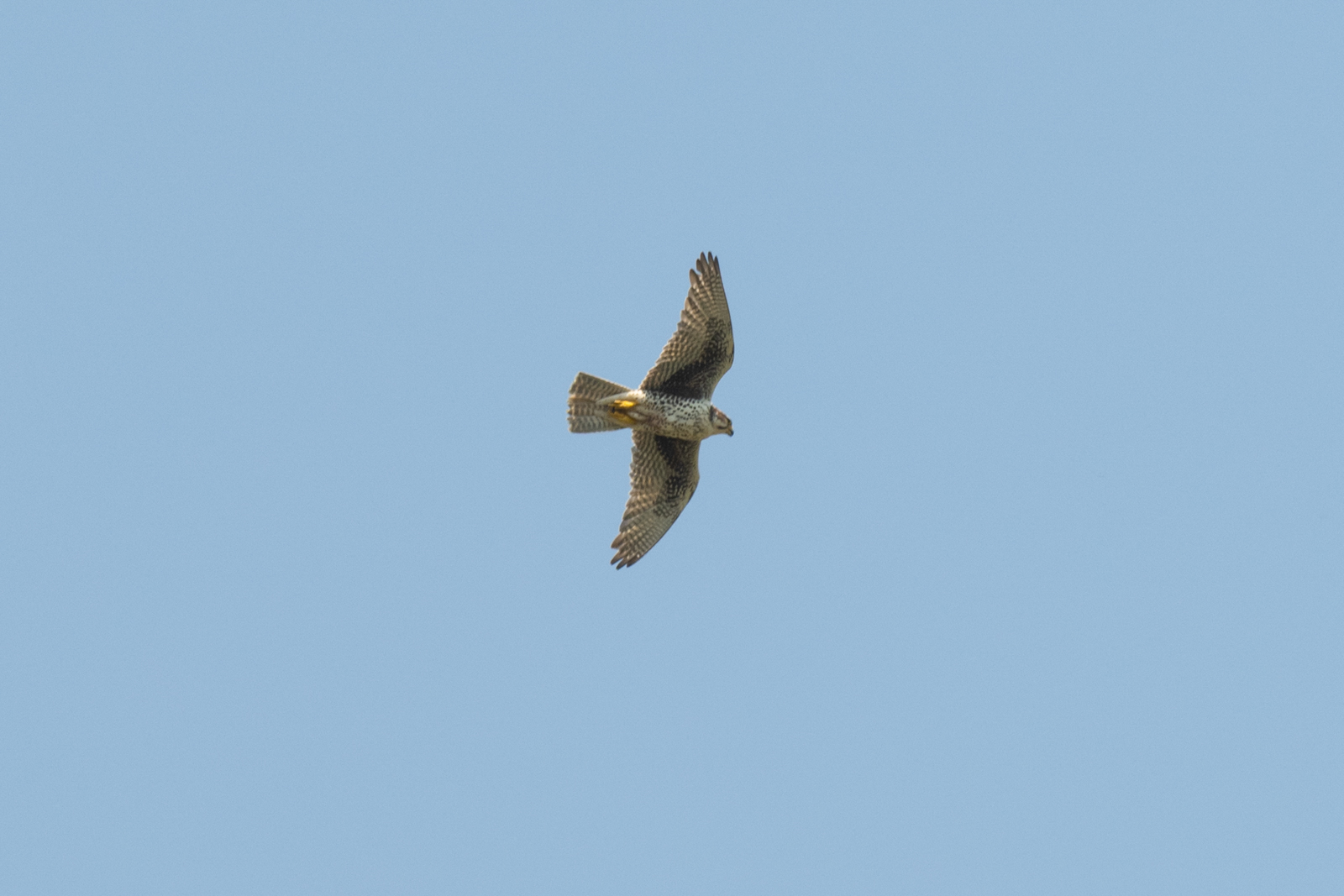 Prairie Falcon