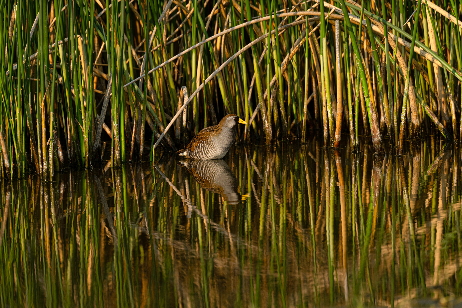 Sora at Frank Lake
