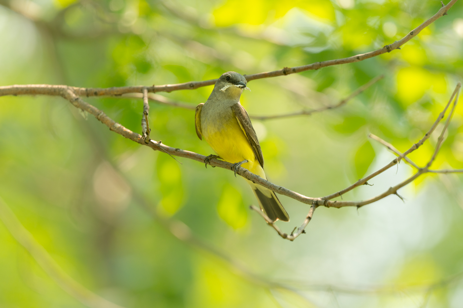 Western Kingbird