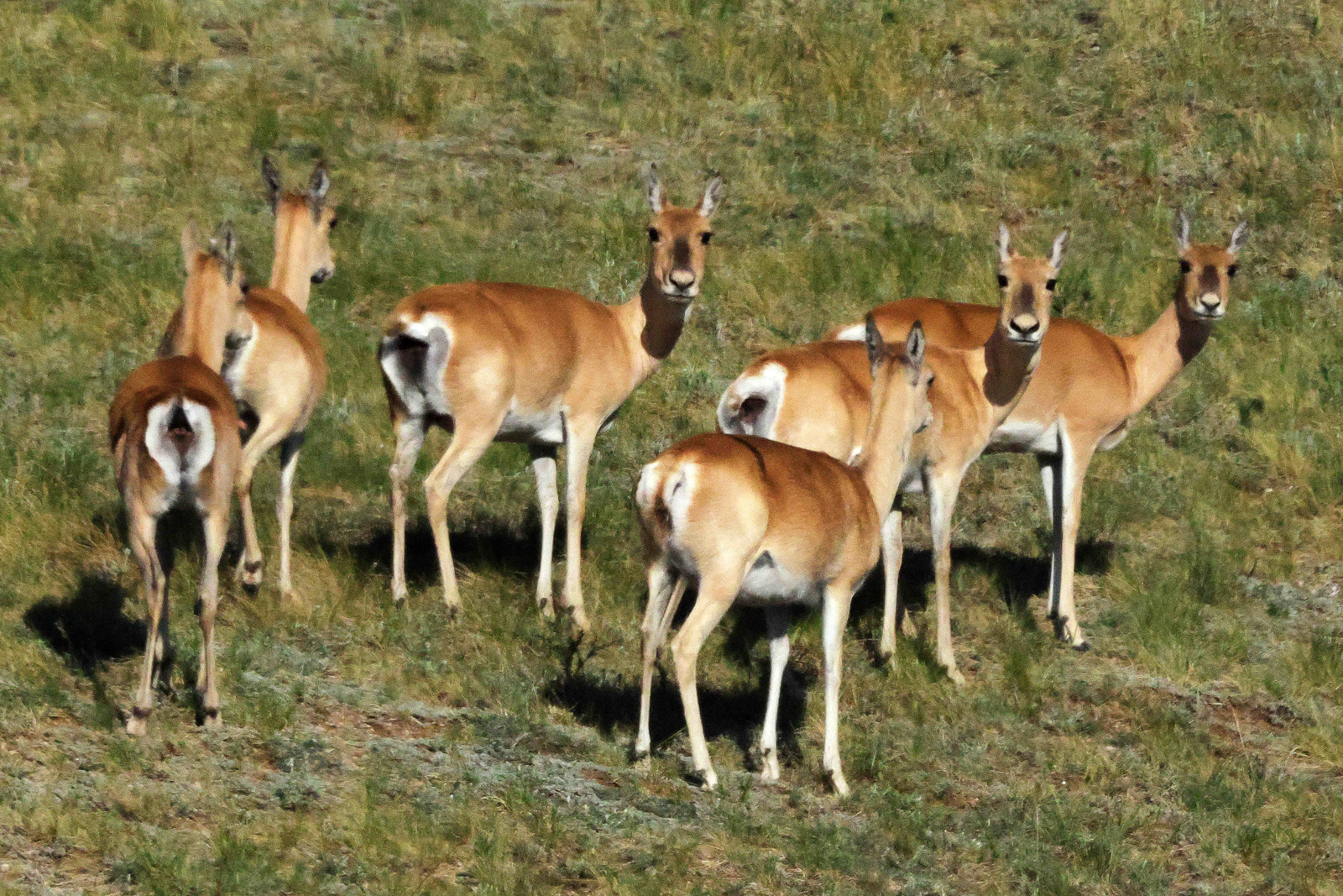 Mongolian Gazelles in Hustai NP