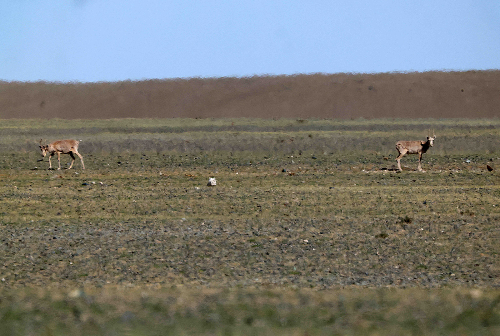 Saiga Antelope