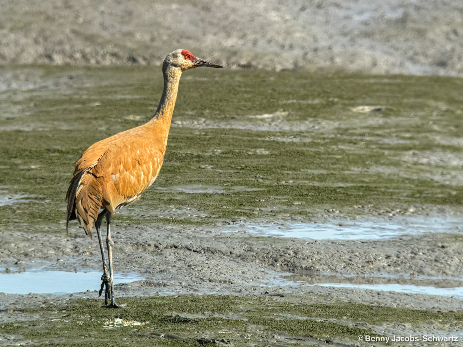 Sandhill Crane