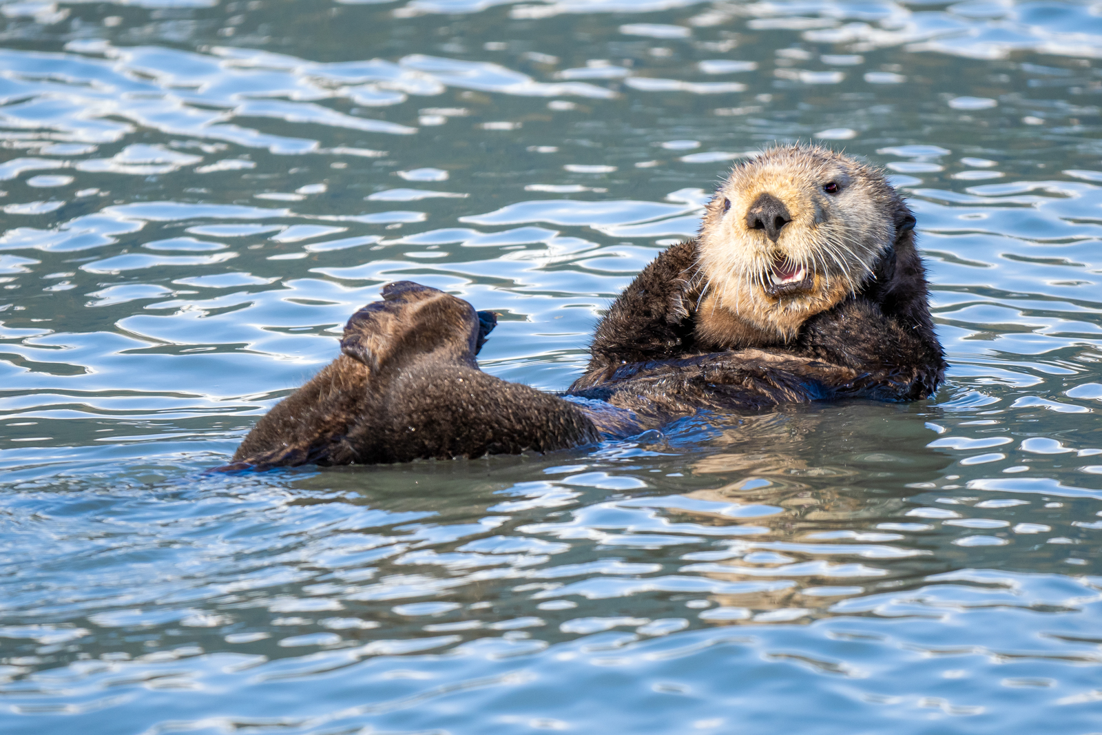Sea Otter