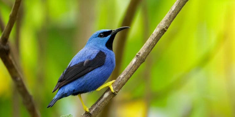 Costa Rica Birding Trip Report (Mar 6 - 22, 2025)