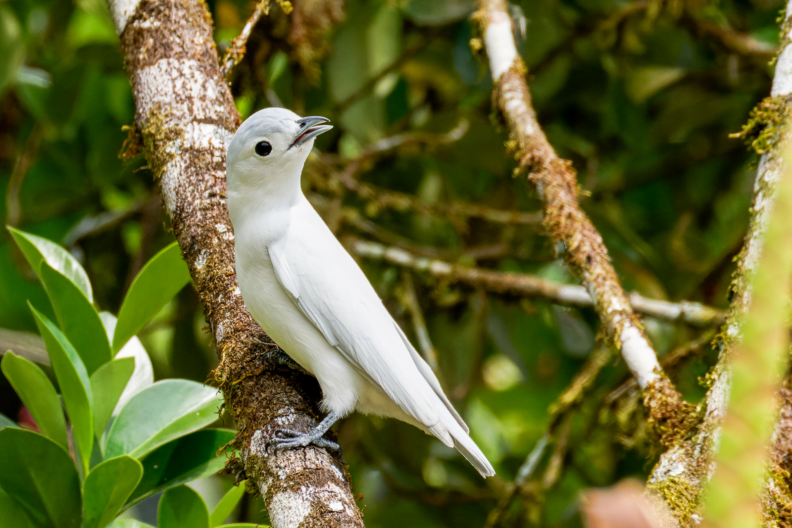 Snowy Cotinga