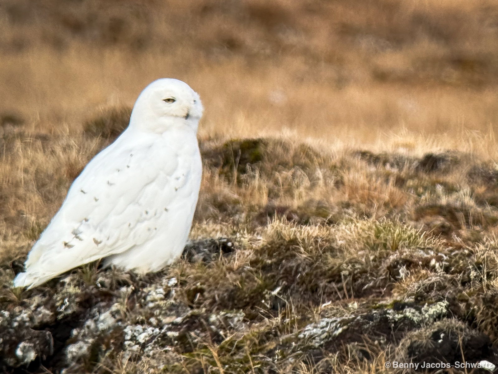 Snowy Owl