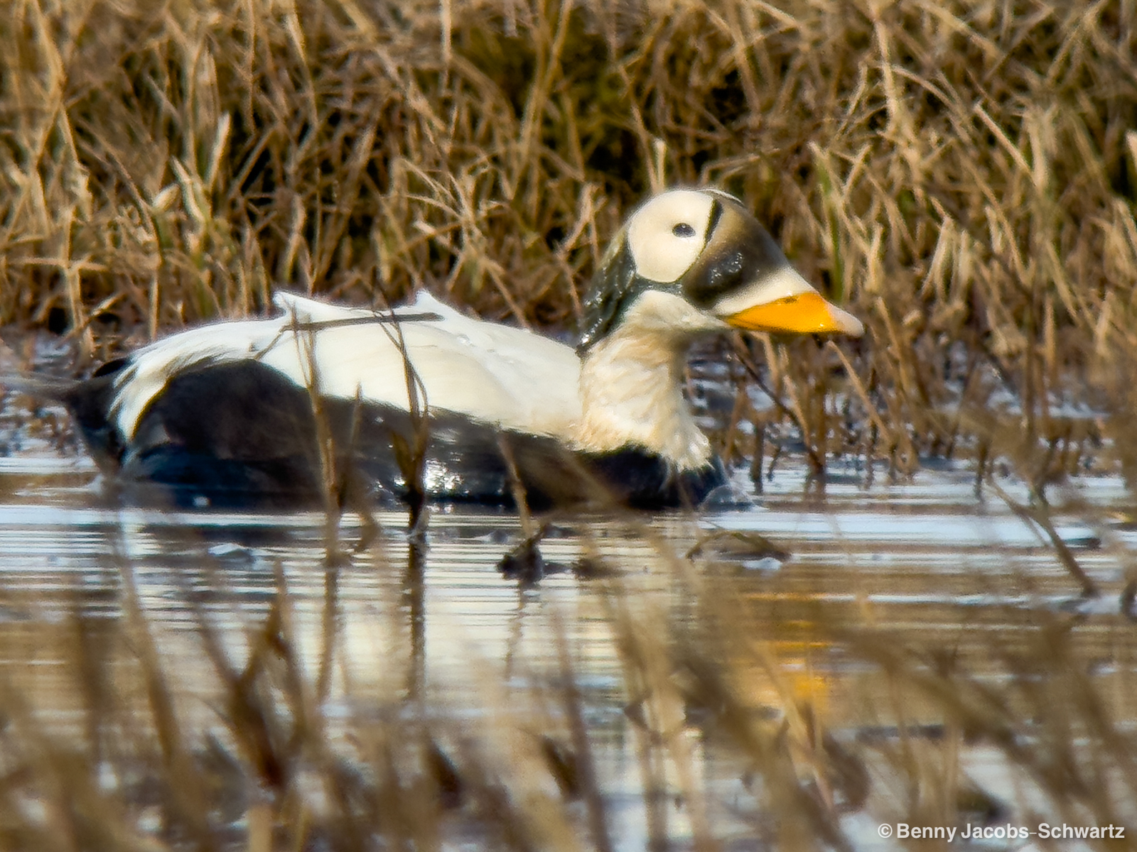 Spectacled Eider