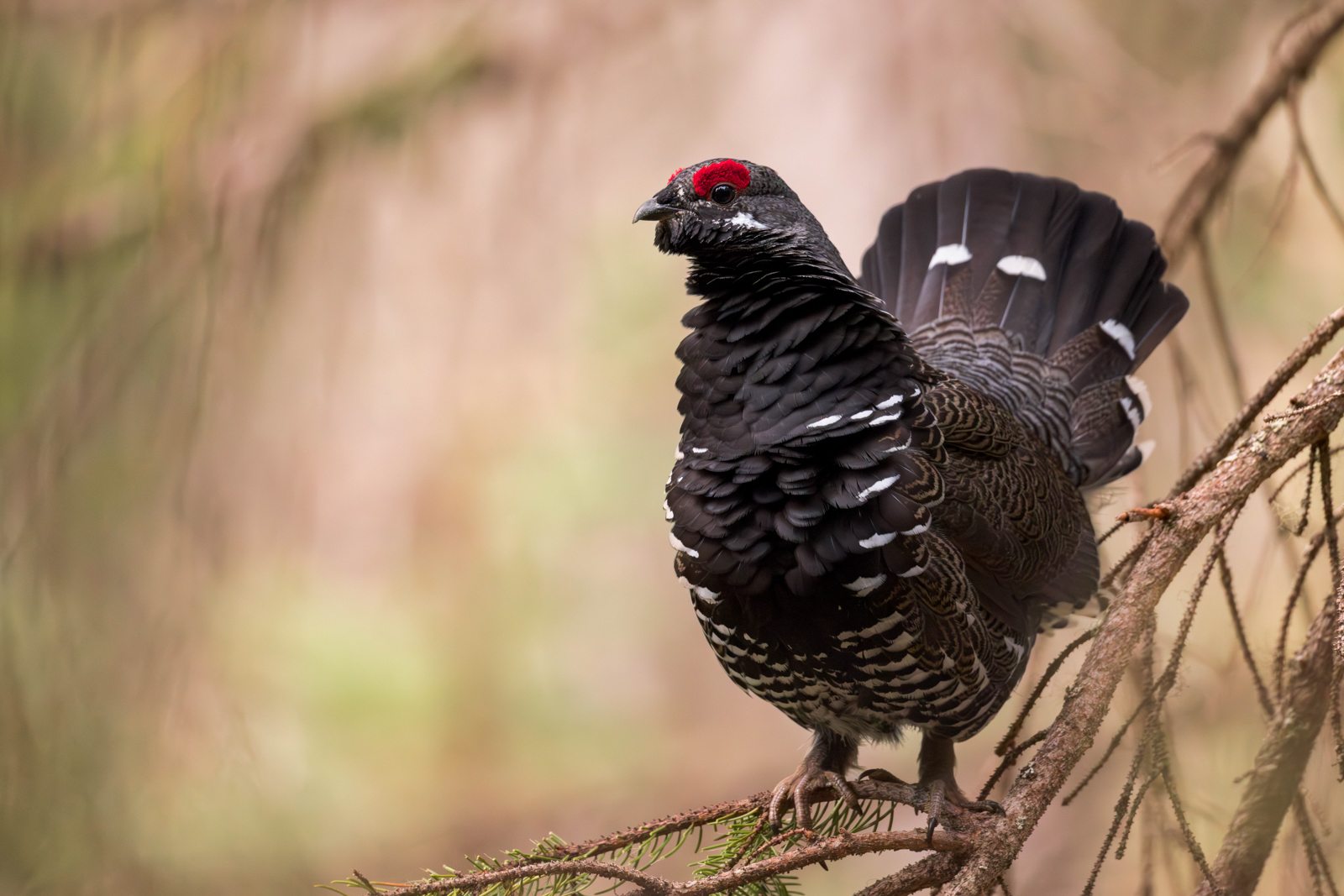 Spruce Grouse