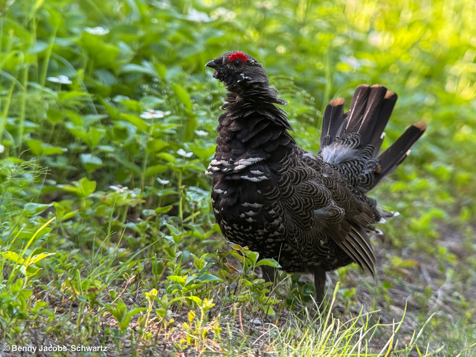 Spruce Grouse