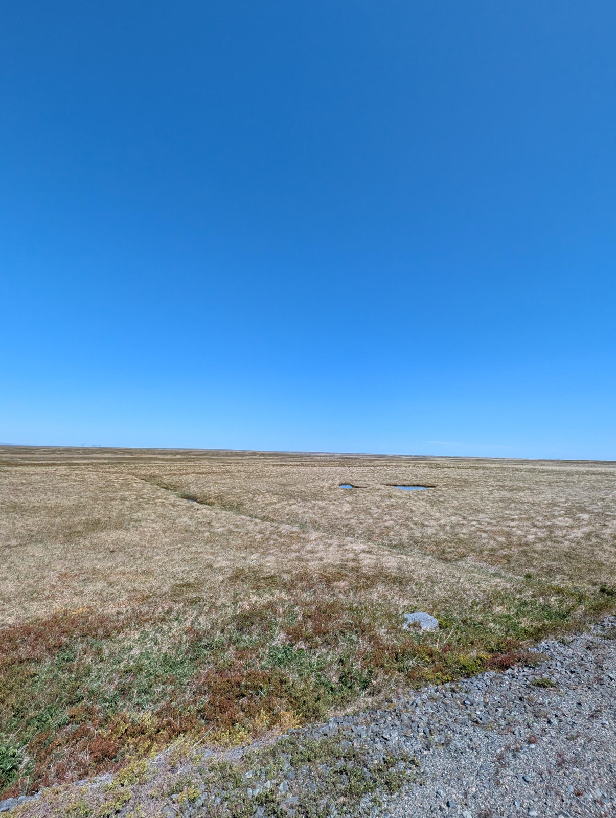St. Shott's Road tundra