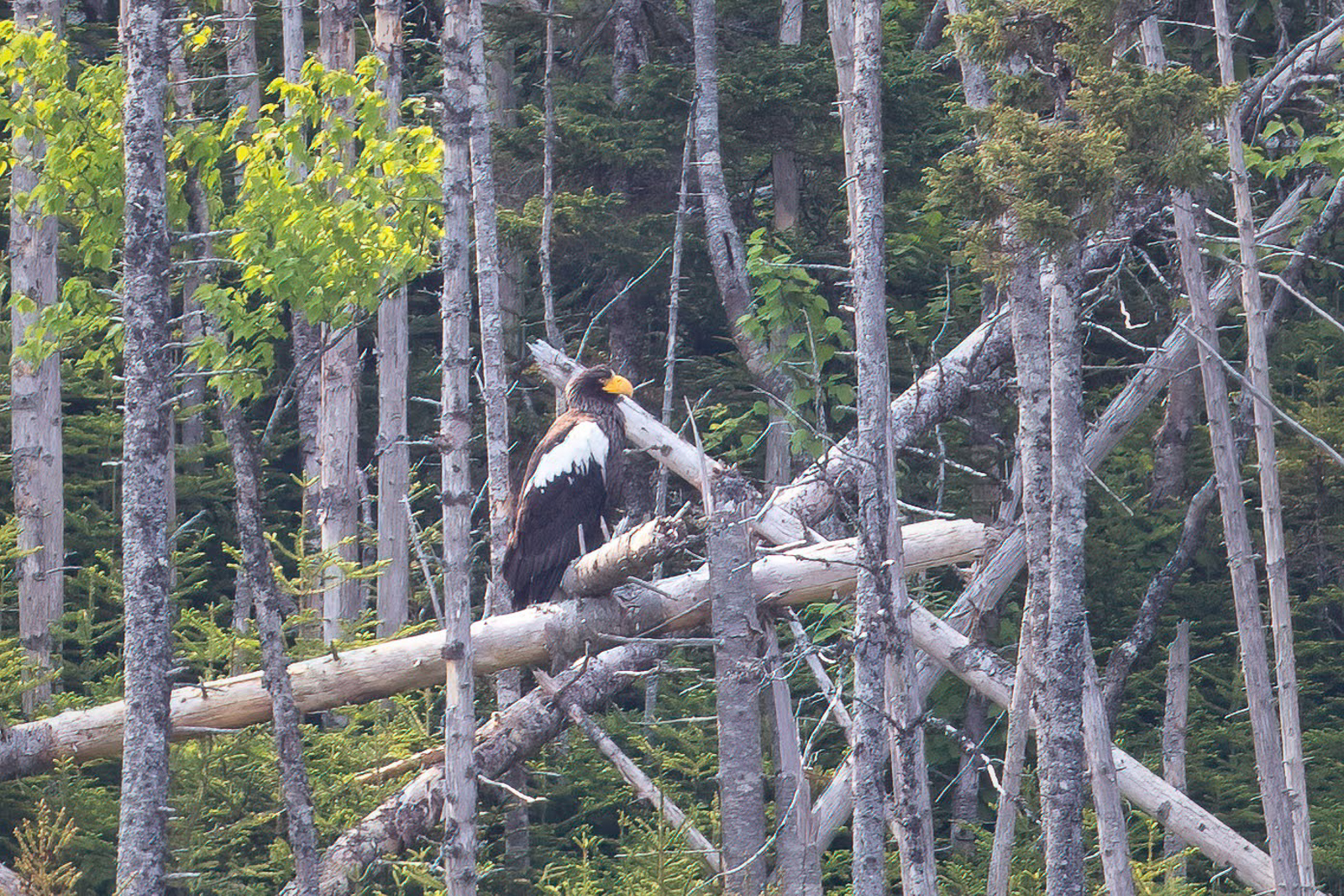 Steller's Sea-Eagle