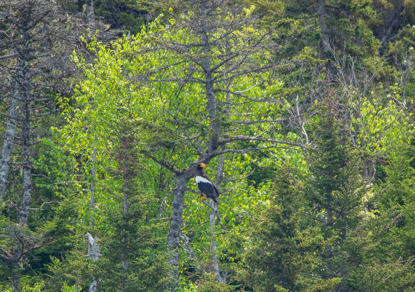 Steller's Sea-Eagle