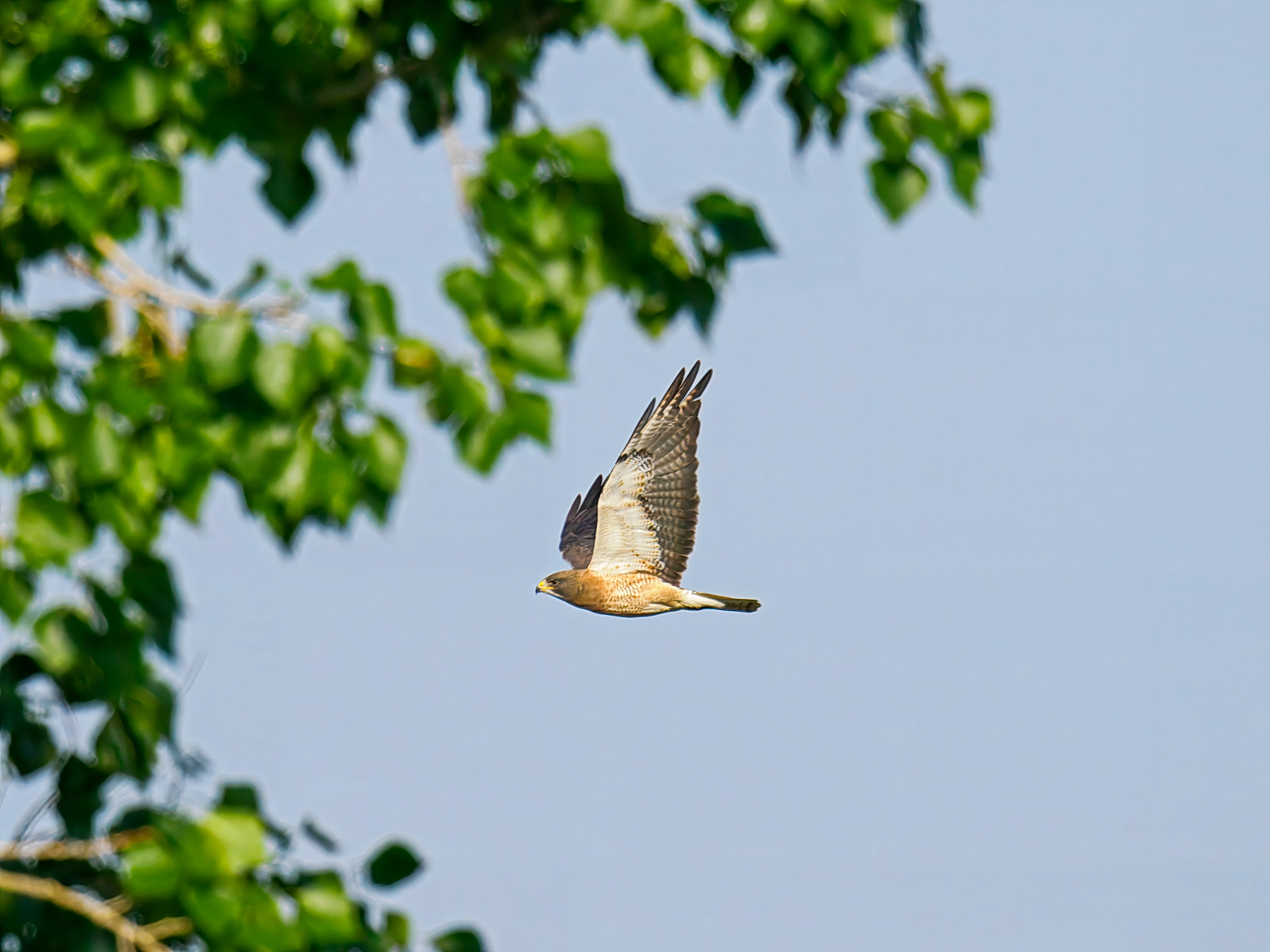 Swainson's Hawk