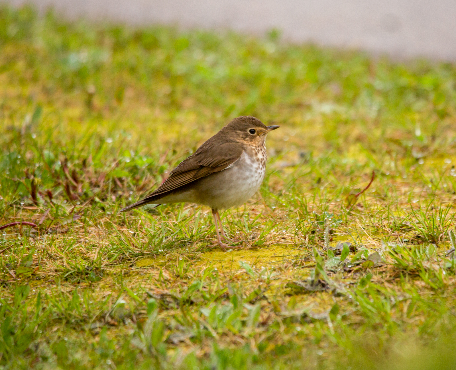 Swainson's Thrush