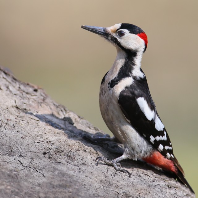 Syrian Woodpecker
