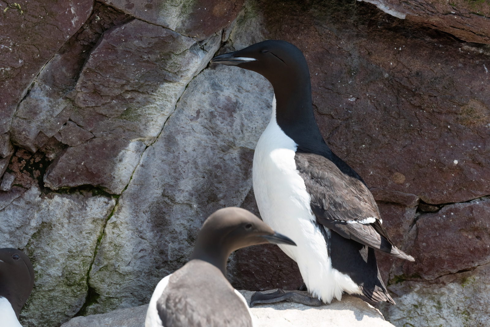Thick-billed Murre