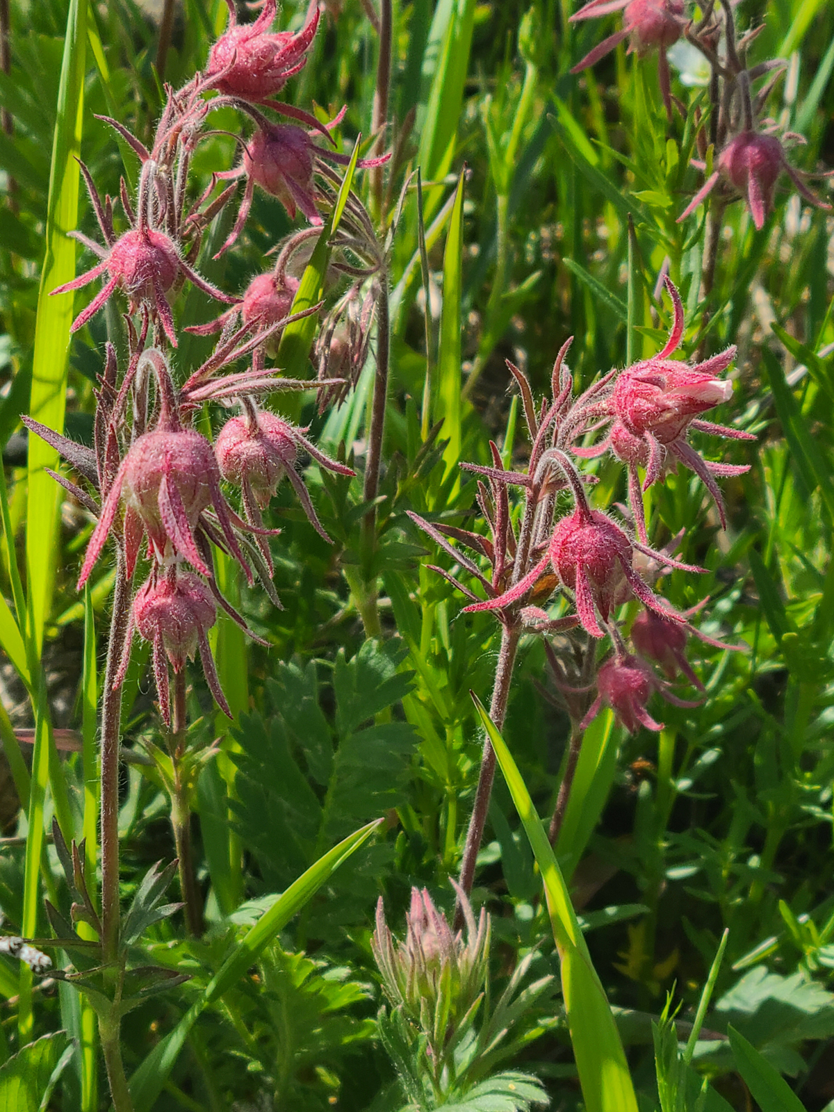Three-flowered Avens, or ‘Prairie Smoke’