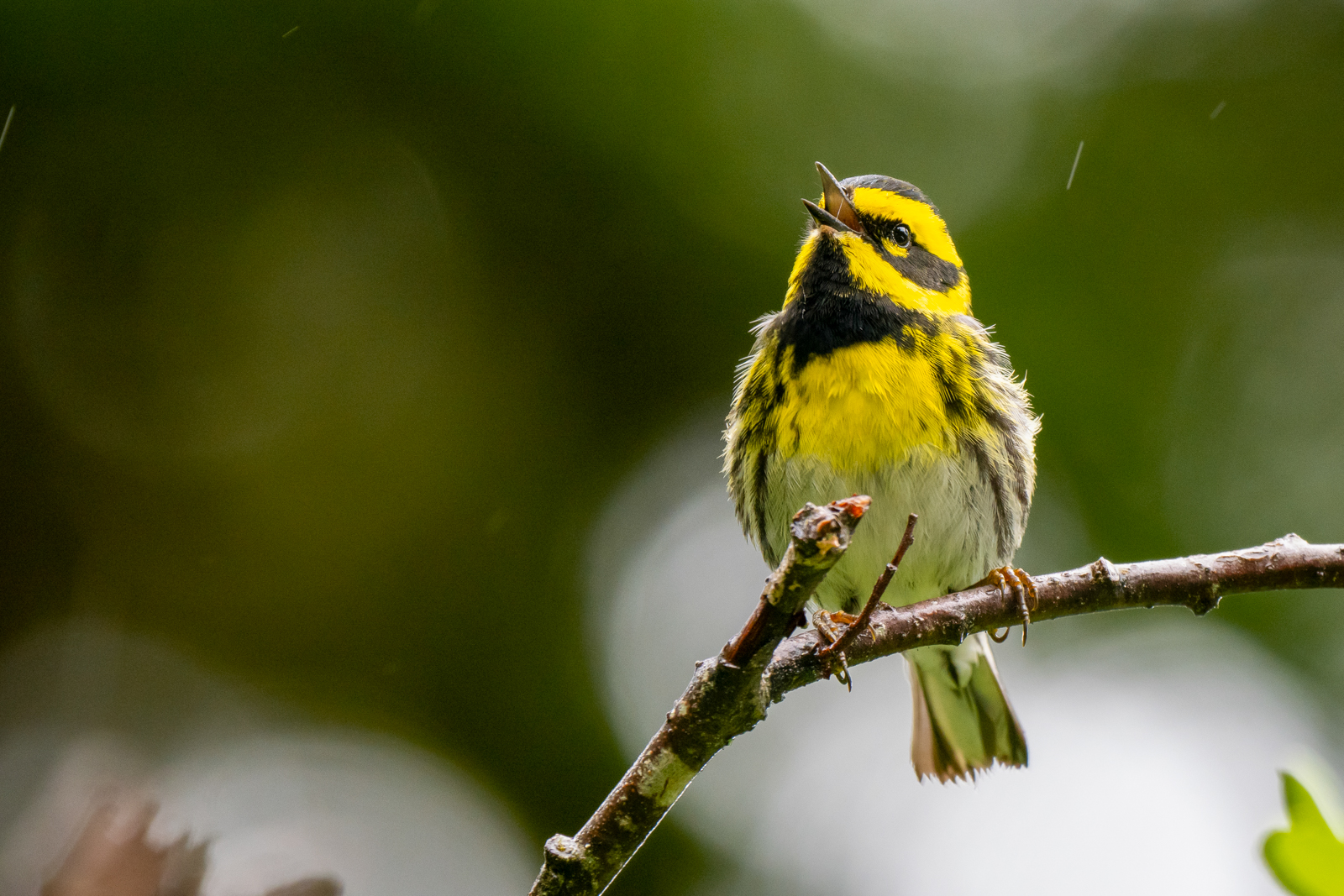 Townsend's Warbler