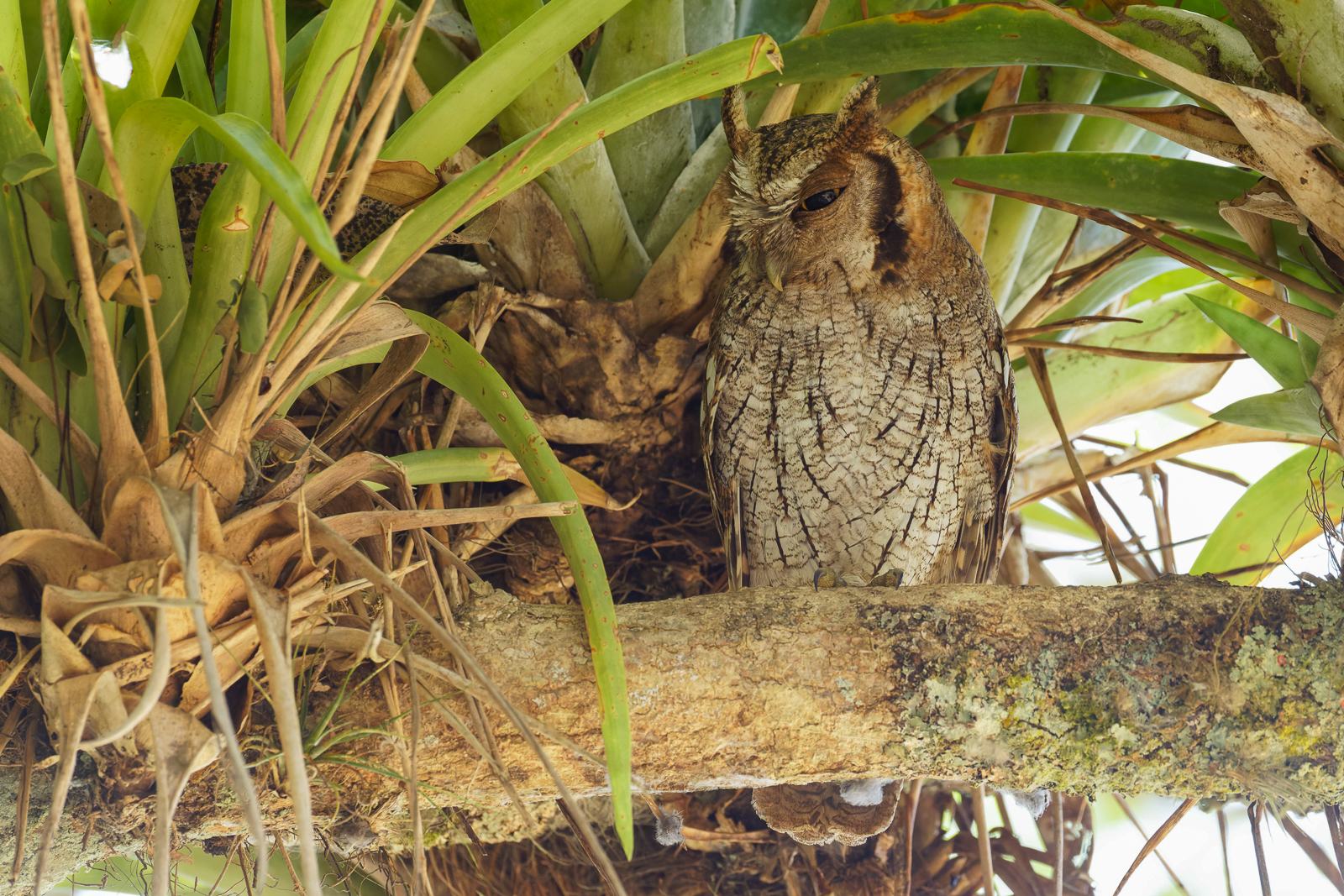 Tropical Screech-Owl