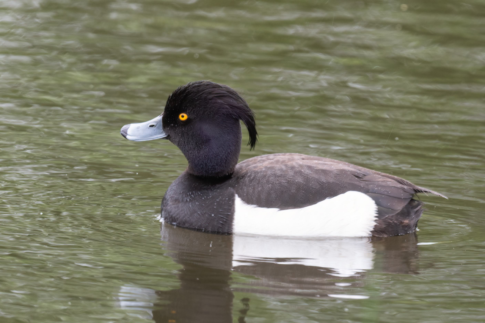 Tufted Duck