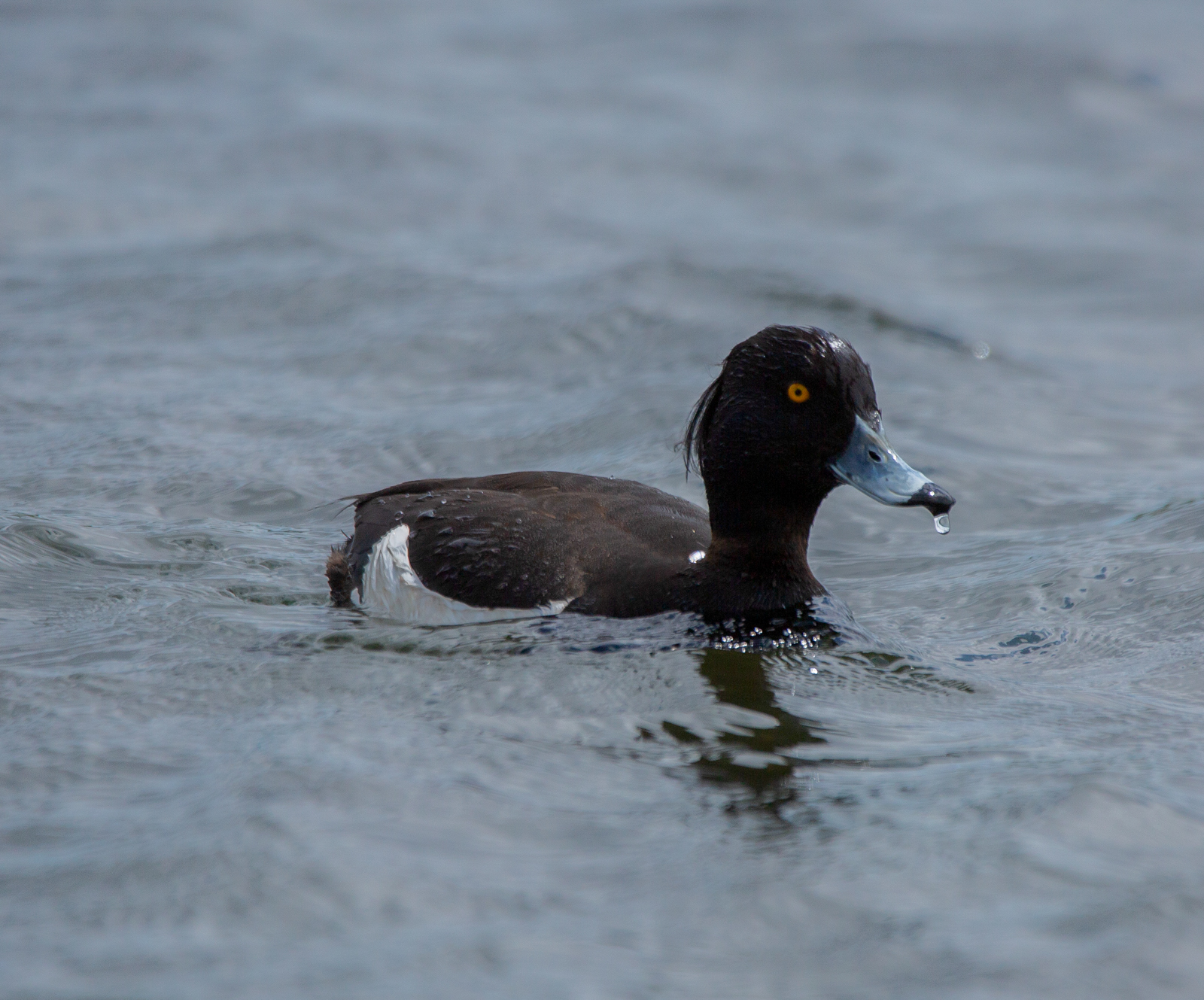 Tufted Duck